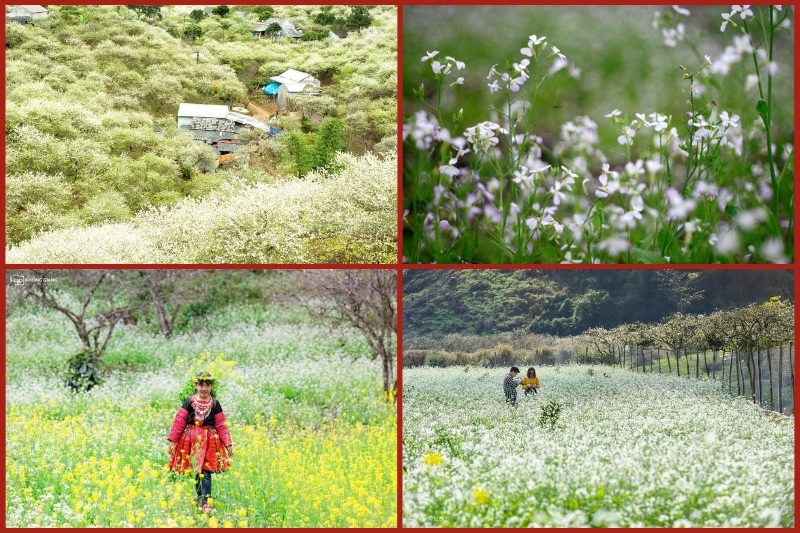 Na Ka Valley in Moc Chau white mustard flower season